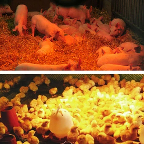 100W-200W-300W Lampada Per Animali Caldi Lampada Termica Per Animali Domestici Maialino Pollo Anatra Lampada Riscaldante Scaldavivande Per Uso Domestico Lampada Riscaldante Per Coltivazione Regolabile 3 100W-200W-300W Lampada Per Animali Caldi Lampada Termica Per Animali Domestici Maialino Pollo Anatra Lampada Riscaldante Scaldavivande Per Uso Domestico Lampada Riscaldante Per Coltivazione Regolabile - immagine 3